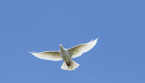 En brevduva flyger mot en blå himmel
