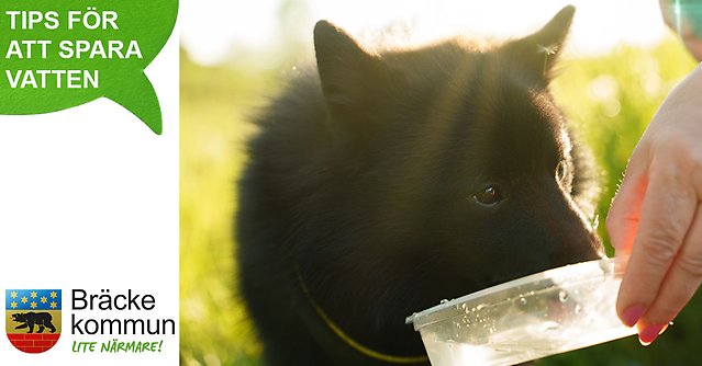 bild på hund som dricker vatten ur skål