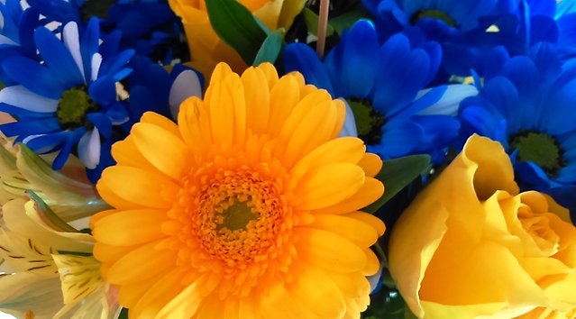 Bild på blågula blommor i bukett